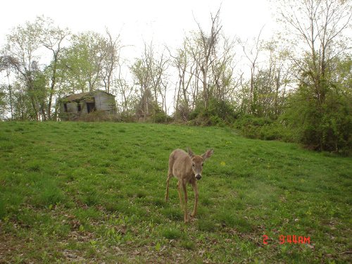 whitetail deer in food plot