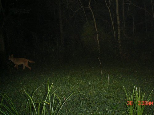 EagleEye Coyote