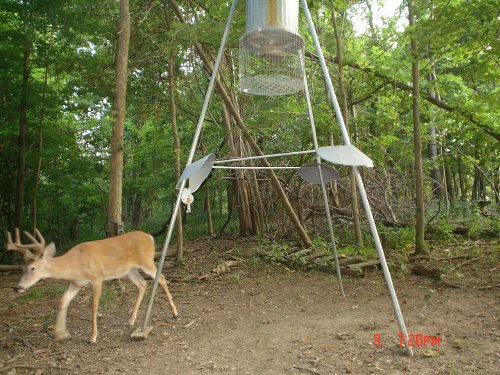 Trail Camera Picture