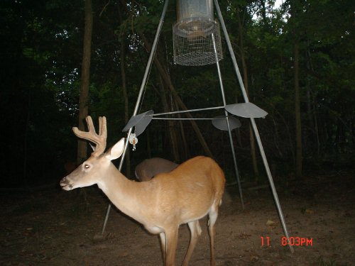 Trail Camera Picture