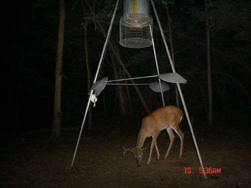 Trail Camera Picture