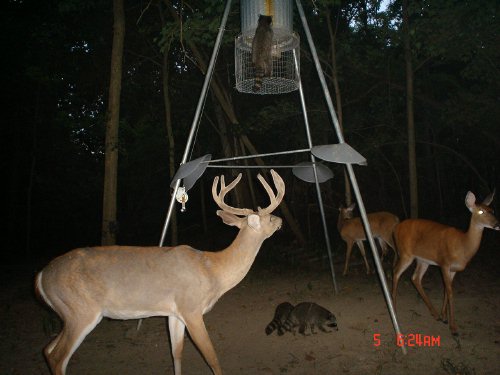 Trail Camera Picture