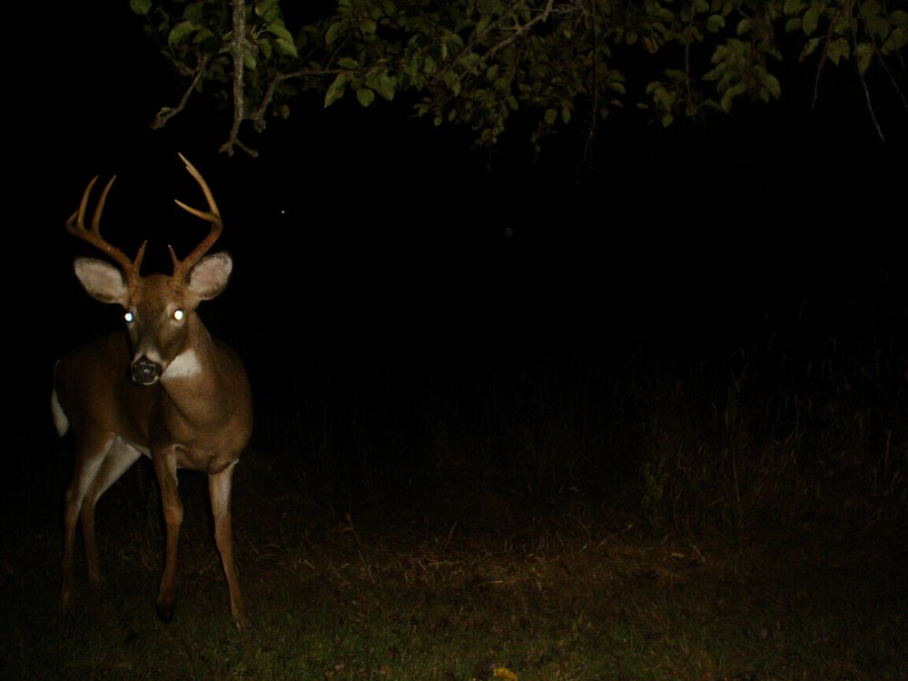 Fall 2023 tall eight point