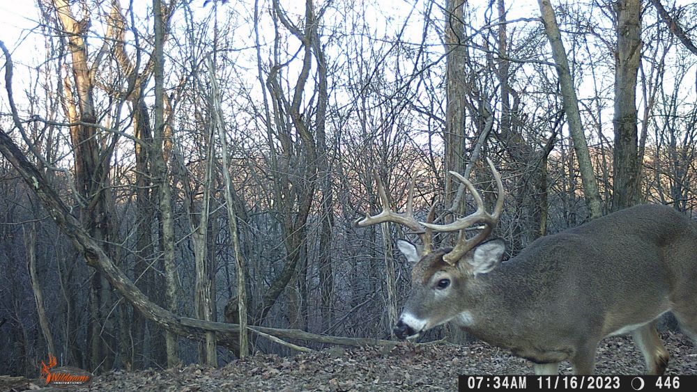 Fall 2023 ten point buck
