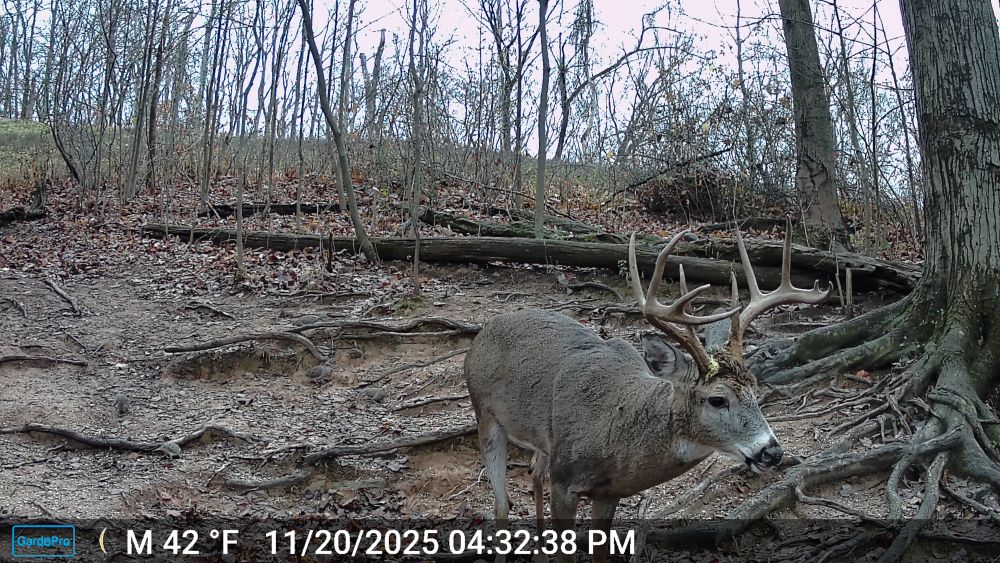 Ten Point Buck