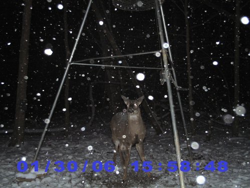 whitetail deer in snow