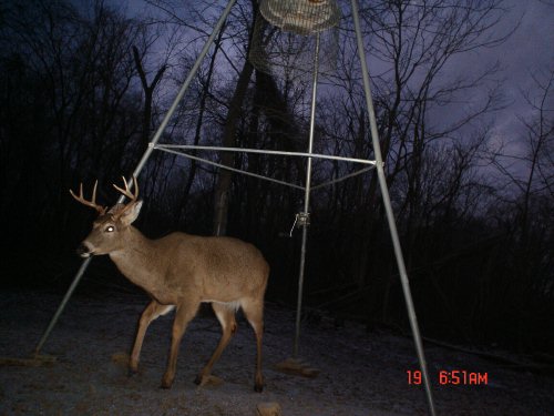Eight Point Buck
