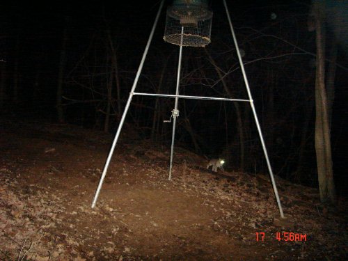 Bobcat