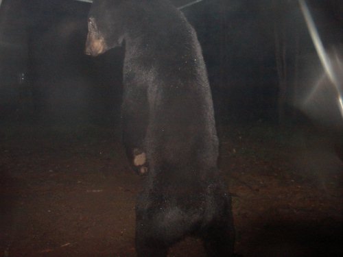 Feeder bear