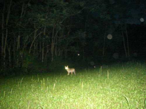 Fuzzy picture of a coyote
