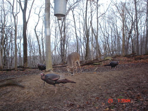 turkey gobblwer turkey gobblwer