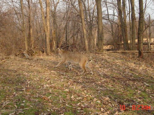 Hayfield bobcat 2007