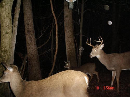 Seven point whitetail deer