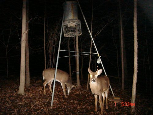 Spike buck