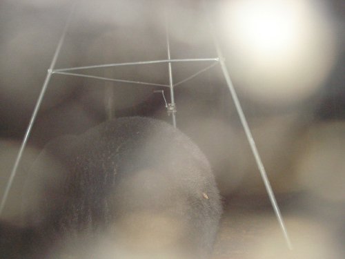 January black bear
