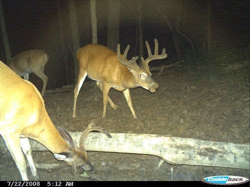 Nine point buck