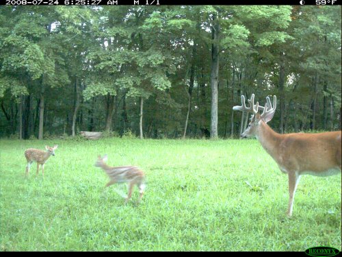 Sticker point buck