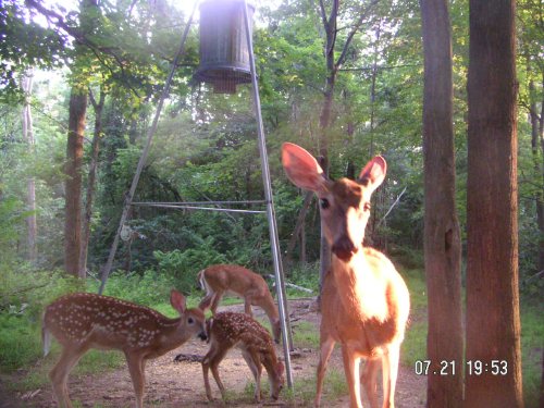 Penns Woods Deer picture