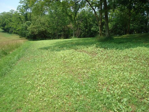 Cornpatch food plot