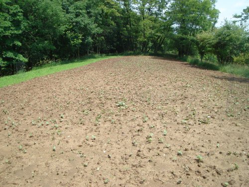 Lablab food plot