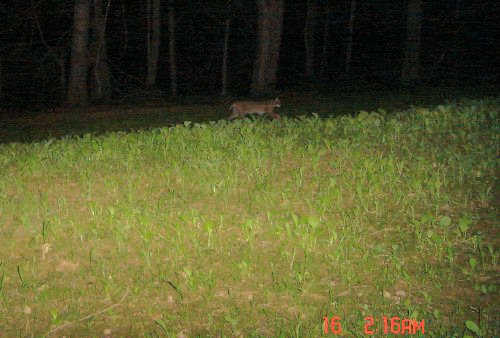 bobcat picture