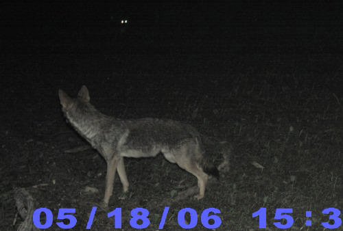 Coyote in a hayfield