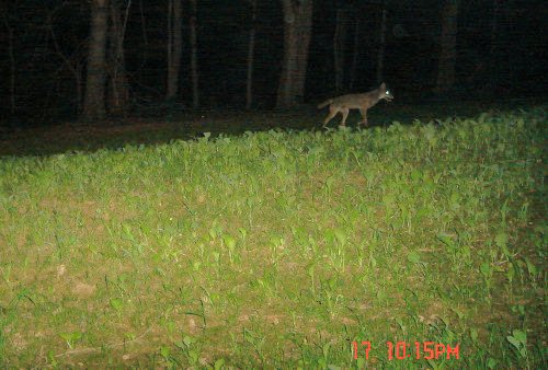 Coyote