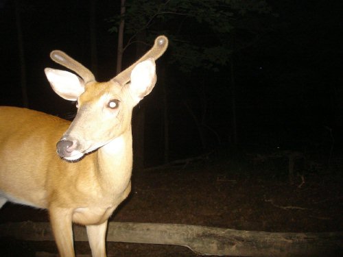 Spike buck