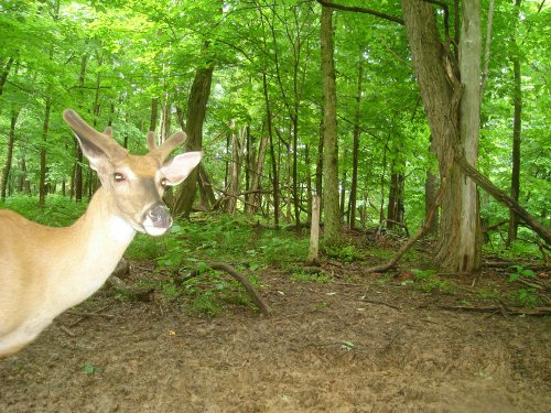 Velvet antlered four point buck