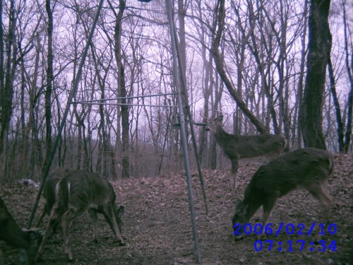 Leaf River digital scouting camera picture