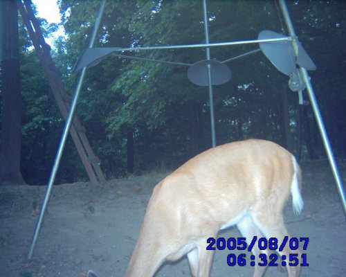 Leaf River game camera pictures