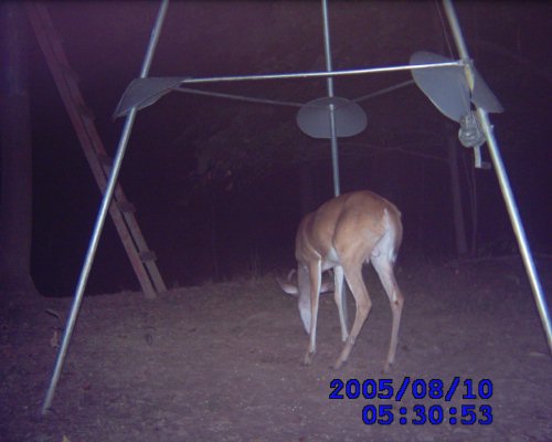 Leaf River game camera pictures