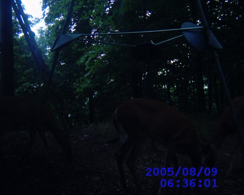 Leaf River game camera pictures