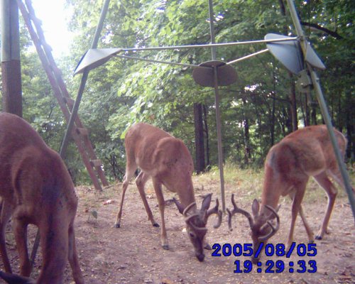 Leaf River game camera pictures