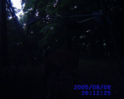 Leaf River game camera pictures