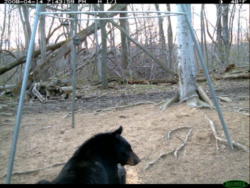 Lying Bear