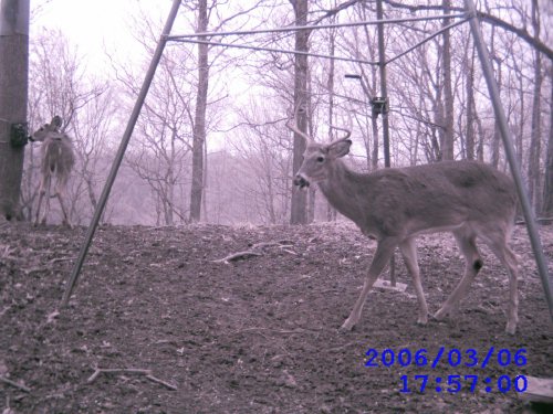 Deer looking at a deer camera