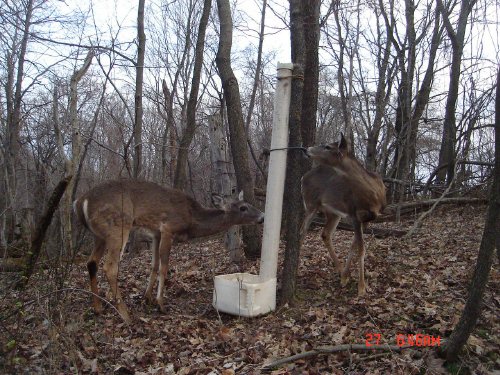 Whitetail at a homemade feeder