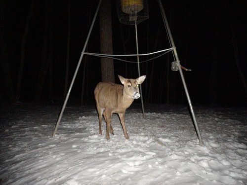 One eye buck