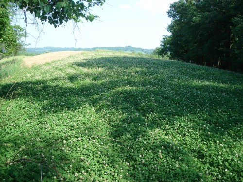 Clover food plot