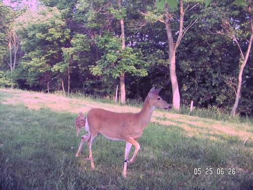 Doe with a fawn