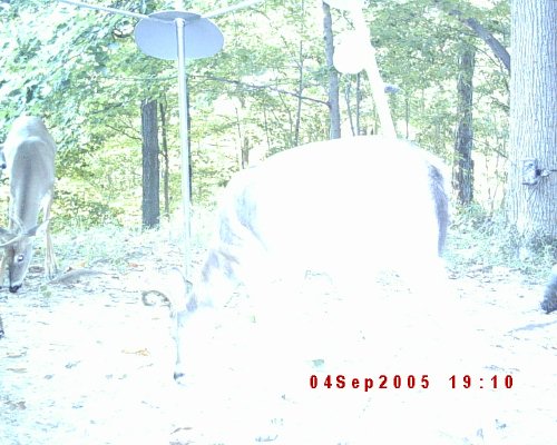 Moultrie digital picture