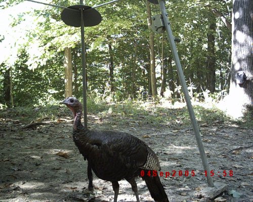 turkey