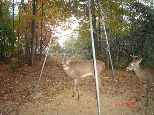 Nine and four point bucks