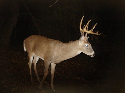 November 11 Whitetail Photos