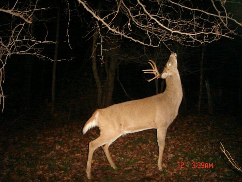 Eight point buck
