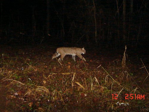 Bobcat