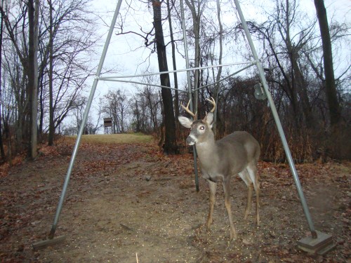 Six point buck