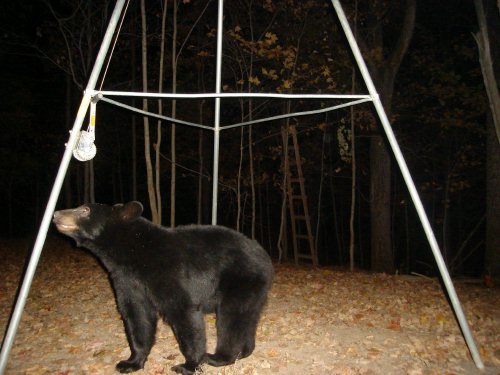 November Black Bear