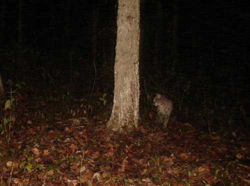 November Bobcat